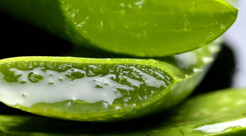 Aloe Vera - oändligt med hälsofördelar